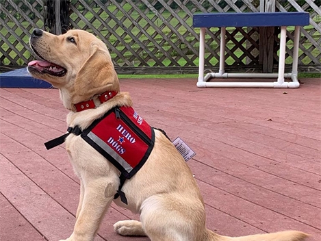 amchealth-community-469x352-hero-dogs-01